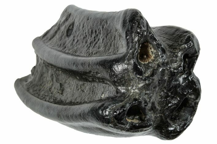 Pleistocene Aged Fossil Horse Tooth - South Carolina #260007